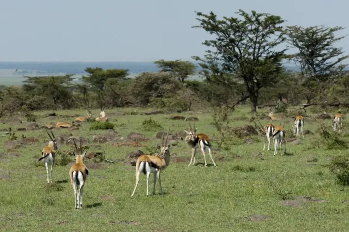 Framed Print : Thompsons gazelle (Gazella thomsoni), Masai Mara, Kenya, East Africa, Africa