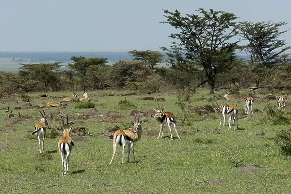 Thompsons gazelle (Gazella thomsoni), Masai Mara, Kenya, East Africa, Africa