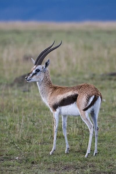 Thomson gazelle (Gazella thomsoni), Masai Mara National Reserve, Kenya
