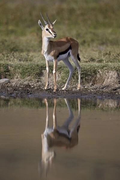Thomsons gazelle (Gazella thomsonii) buck with reflection, Ngorongoro Crater, Tanzania