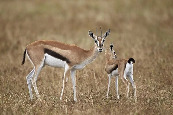 Thomsons gazelle (Gazella thomsonii) mother and young, Ngorongoro Crater, Tanzania, East Africa, Africa