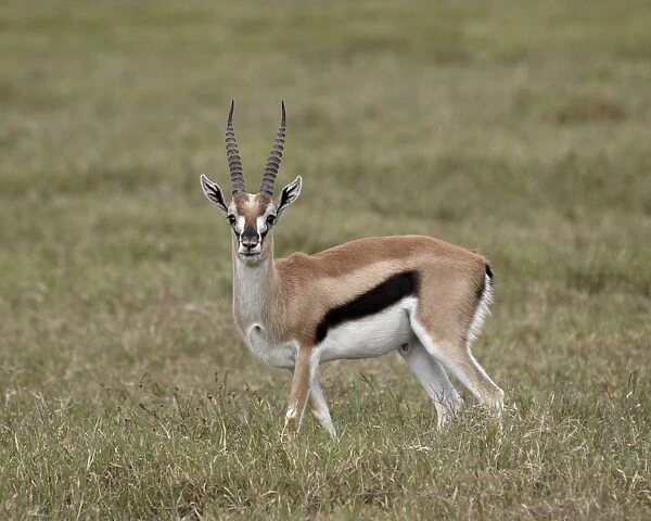 Thomsons gazelle (Gazella thomsonii) buck, Ngorongoro Crater, Tanzania, East Africa, Africa