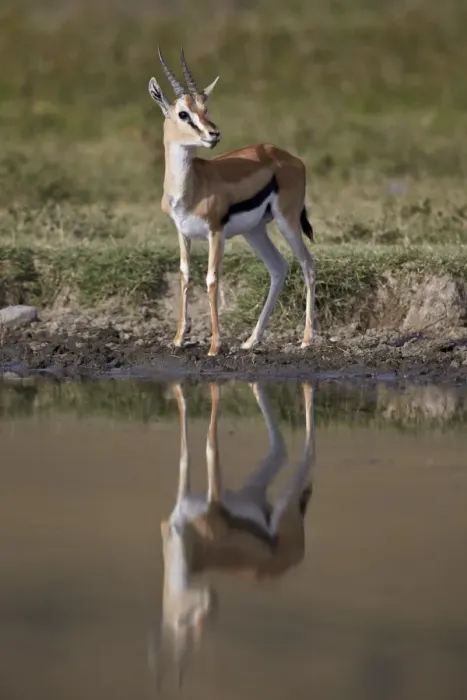 Framed Print : Thomsons gazelle (Gazella thomsonii) buck with reflection, Ngorongoro Crater, Tanzania Framed Print : Thomsons gazelle (Gazella thomsonii) buck with reflection, Ngorongoro Crater, Tanzania