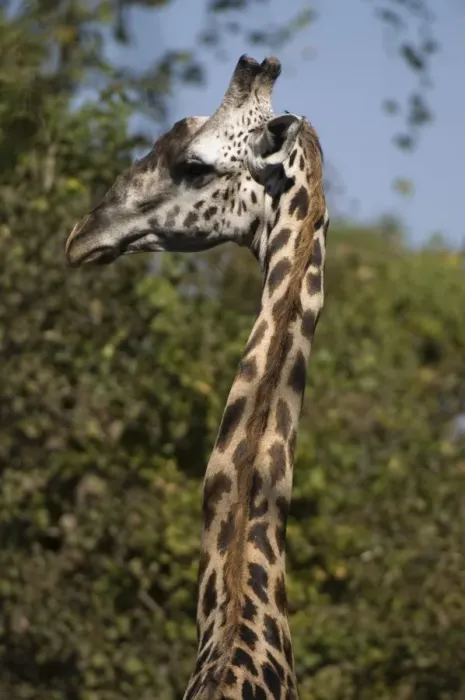 Framed Print : Thornicroft giraffe (Giraffa camelopardalis thornicrofti), South Luangwa National Park Framed Print : Thornicroft giraffe (Giraffa camelopardalis thornicrofti), South Luangwa National Park