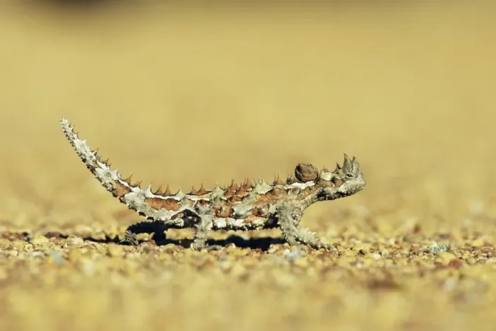 Framed Print : Thorny devil, Moloch horridus, Kalbarri National Park, Western Australia Framed Print : Thorny devil, Moloch horridus, Kalbarri National Park, Western Australia