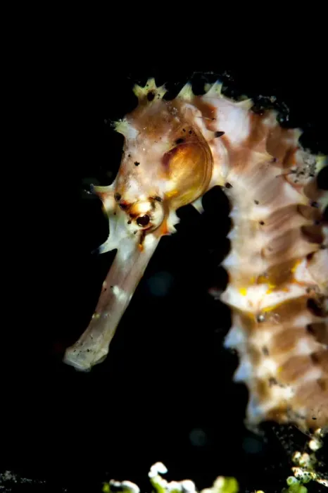 Framed Print : Thorny seahorse (Hippocampus hystrix), Sulawesi, Indonesia, Southeast Asia, Asia Framed Print : Thorny seahorse (Hippocampus hystrix), Sulawesi, Indonesia, Southeast Asia, Asia