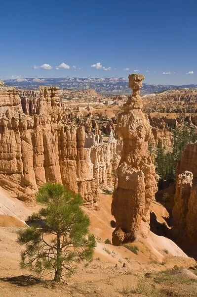 Thors Hammer, an iconic hoodoo on the Navajo trail, a hiking trail through Bryce Amphitheater