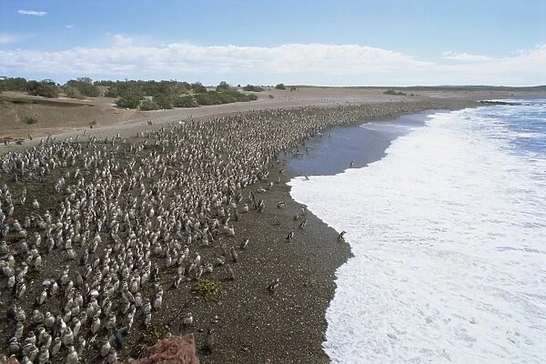 Thousands of Magellanic penguins gather at Punta Tombo to breed, Chubut