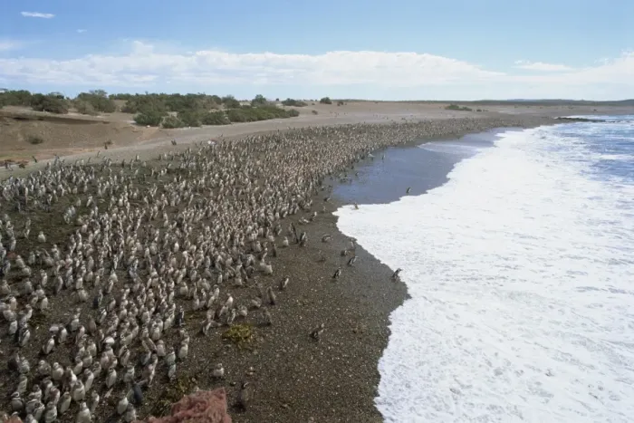 Framed Print : Thousands of Magellanic penguins gather at Punta Tombo to breed, Chubut Framed Print : Thousands of Magellanic penguins gather at Punta Tombo to breed, Chubut