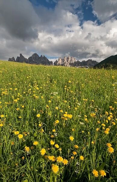 A threatening sky contrasting with a blooming field in the Puez-Odle National Park, Dolomites, South Tyrol, Italy, Europe