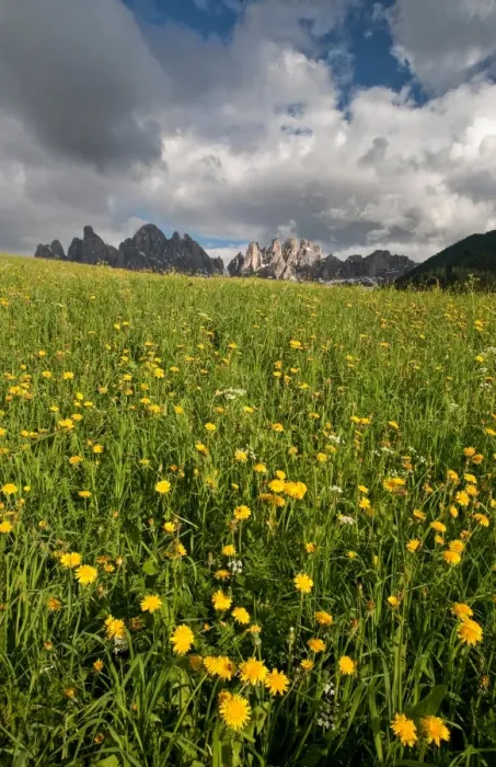 Framed Print : A threatening sky contrasting with a blooming field in the Puez-Odle National Park, Dolomites, South Tyrol, Italy, Europe Framed Print : A threatening sky contrasting with a blooming field in the Puez-Odle National Park, Dolomites, South Tyrol, Italy, Europe