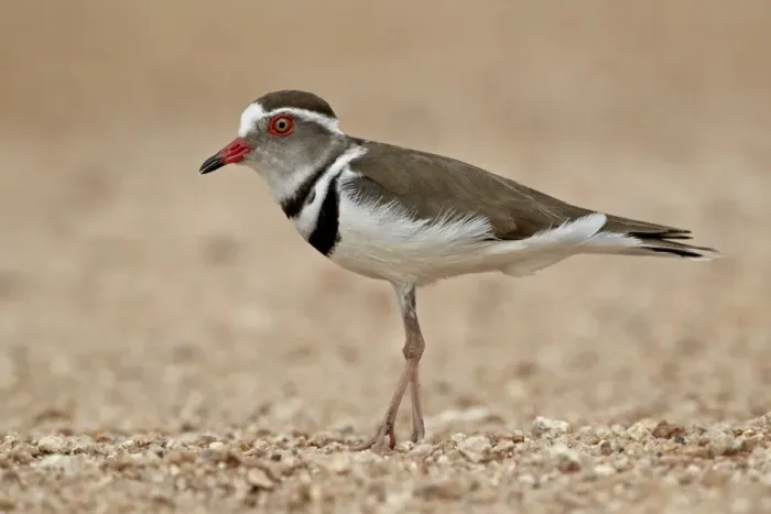 Framed Print : Three-banded plover (Charadrius tricollaris), Kruger National Park, South Africa, Africa Framed Print : Three-banded plover (Charadrius tricollaris), Kruger National Park, South Africa, Africa
