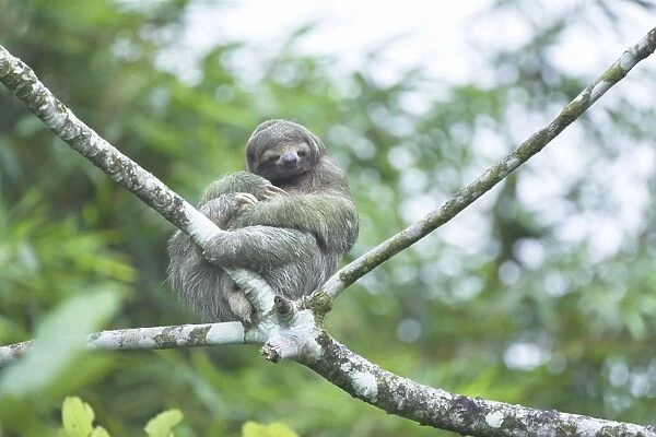 Three-toed sloth (Bradypus variegatus) sitting on a tree, Arenal, La Fortuna