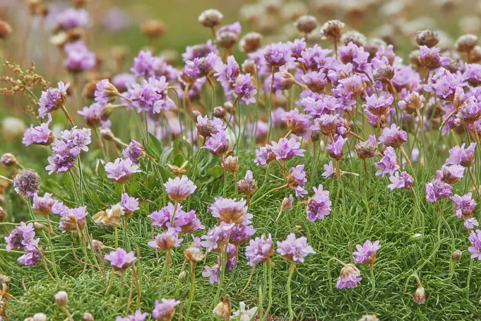 Framed Print : Thrift (Sea Pink) (Armeria maritima), a coastal flower in bloom in July, on Skomer Island, off the coast of Pembrokeshire, Wales, United Kingdom, Europe Framed Print : Thrift (Sea Pink) (Armeria maritima), a coastal flower in bloom in July, on Skomer Island, off the coast of Pembrokeshire, Wales, United Kingdom, Europe