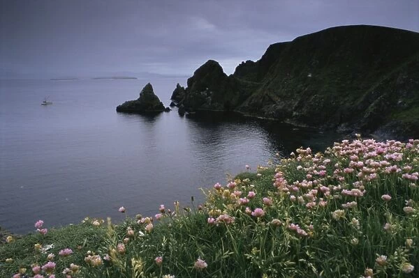 Thrift above the West Mainland coast with boat in distance
