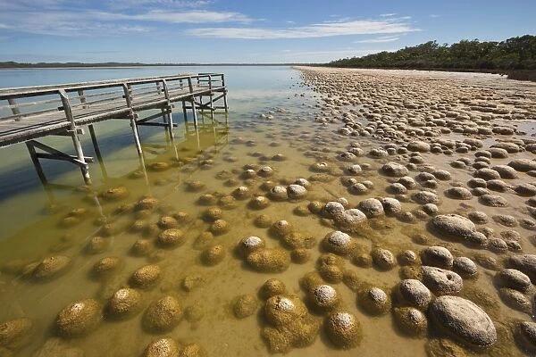 Thrombolites, a variey of microbialite or living rock that produce oxygen