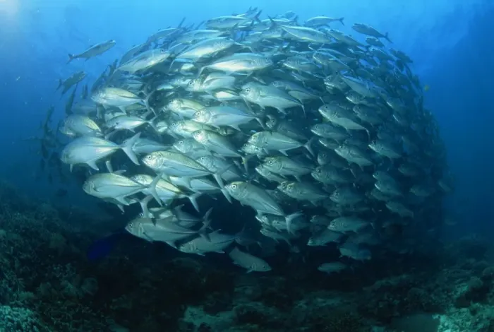Framed Print : Tightly balled school of jack fish Framed Print : Tightly balled school of jack fish
