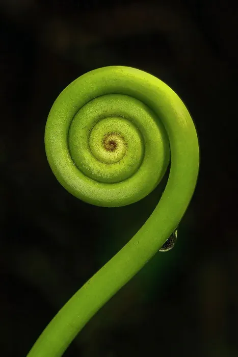 Framed Print : Tightly coiled fern frond (fiddlehead) in the rainforest on Tenorio volcano, Volcan Tenorio National Park, Alajuela, Costa Rica, Central America Framed Print : Tightly coiled fern frond (fiddlehead) in the rainforest on Tenorio volcano, Volcan Tenorio National Park, Alajuela, Costa Rica, Central America