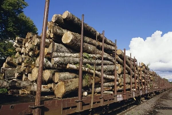Timber logs at rail siding, Finland, Scandinavia, Europe