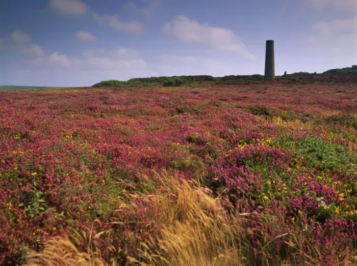 Framed Print : Tin mine near St. Just, and heather, Cornwall, England, United Kingdom, Europe Framed Print : Tin mine near St. Just, and heather, Cornwall, England, United Kingdom, Europe