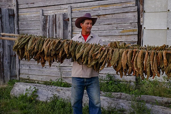 Tobacco farmer holding dried tobacco leaves, Pinar del Rio, Cuba, West Indies