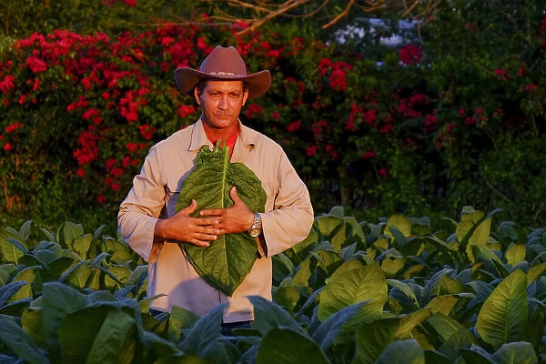 Tobacco farmer illuminated by the setting sun, Pinar del Rio, Cuba, West Indies