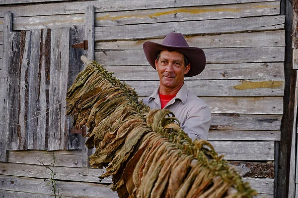Tobacco farmer proudly displaying dried tobacco leaves, Pinar del Rio, Cuba, West Indies