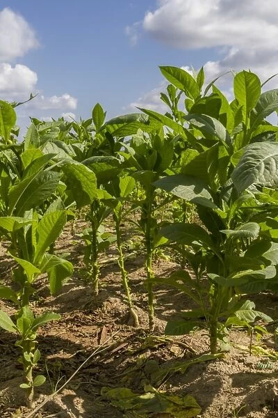 Tobacco field, Pinar del Rio, Cuba, West Indies, Caribbean, Central America