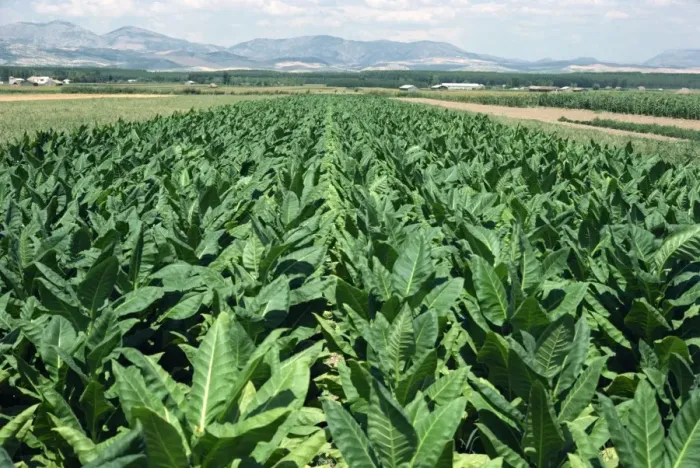 Framed Print : Tobacco growing near Granada Framed Print : Tobacco growing near Granada