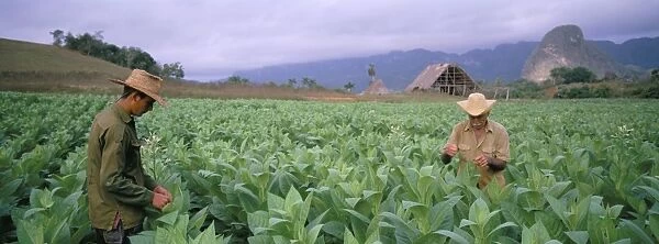 Tobacco harvest, Vinales Valley, Pinar Del Rio province, Cuba, West Indies