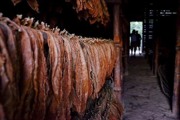 Tobacco leaves drying in a barn, Pinar del Rio, Cuba, West Indies, Central America