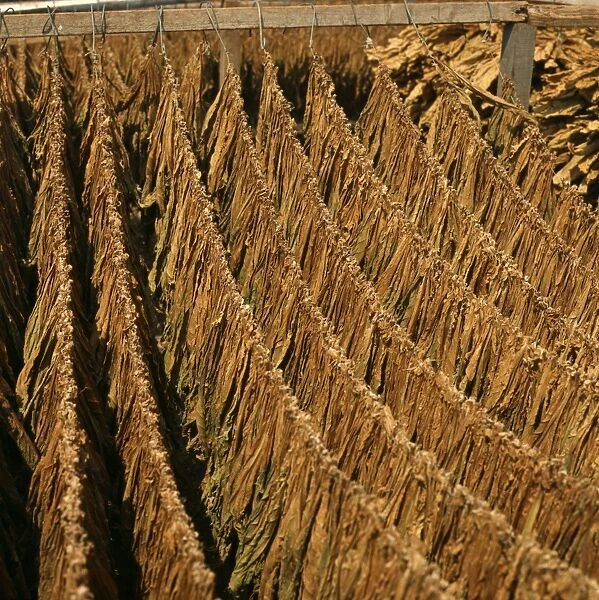 Tobacco leaves hanging outside to dry in Greece