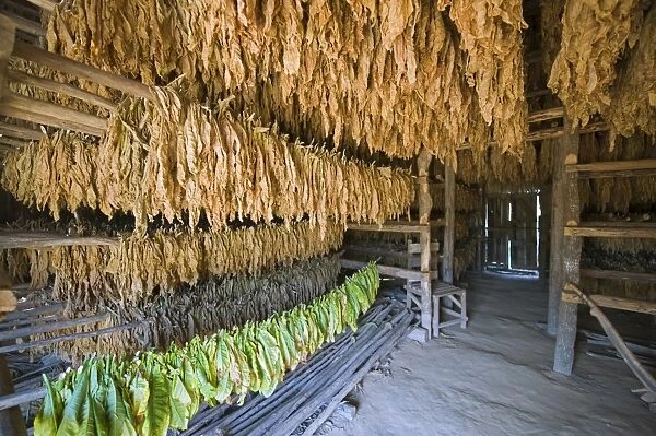 Tobacco leaves hung up to dry, Vinales Valley, UNESCO World Heritage Site