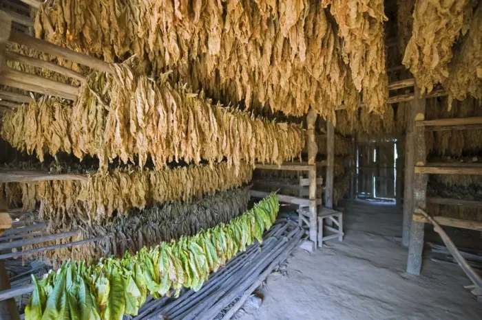 Framed Print : Tobacco leaves hung up to dry, Vinales Valley, UNESCO World Heritage Site Framed Print : Tobacco leaves hung up to dry, Vinales Valley, UNESCO World Heritage Site