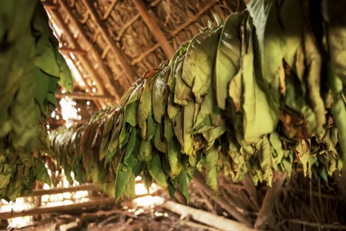 Framed Print : Tobacco leaves on racks in drying shed, Vinales, Cuba, West Indies, Central America Framed Print : Tobacco leaves on racks in drying shed, Vinales, Cuba, West Indies, Central America