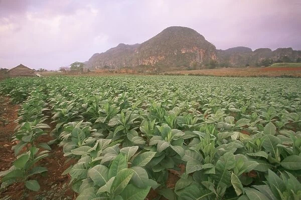 Tobacco plantation, Cuba, West Indies, Central America