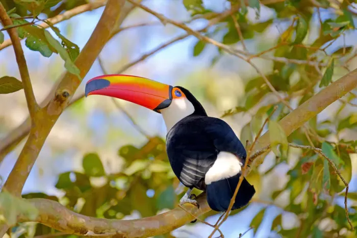 Framed Print : Toco Toucan (Ramphastos Toco) (Common Toucan) (Giant Toucan), Iguazu (Iguacu), Parana Framed Print : Toco Toucan (Ramphastos Toco) (Common Toucan) (Giant Toucan), Iguazu (Iguacu), Parana