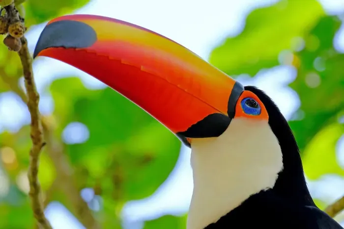 Framed Print : Toco Toucan (Ramphastos Toco) (Common Toucan) (Giant Toucan), Iguazu (Iguacu), Parana Framed Print : Toco Toucan (Ramphastos Toco) (Common Toucan) (Giant Toucan), Iguazu (Iguacu), Parana