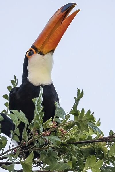 Toco toucan (Ramphastos toco), feeding within Iguazu Falls National Park, Misiones