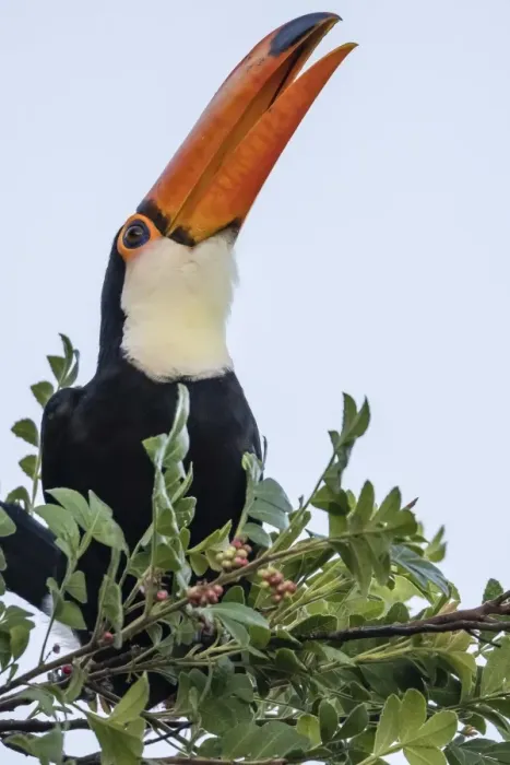 Framed Print : Toco toucan (Ramphastos toco), feeding within Iguazu Falls National Park, Misiones Framed Print : Toco toucan (Ramphastos toco), feeding within Iguazu Falls National Park, Misiones