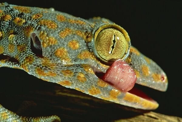 Tokay gecko using tongue to clean eye, Southeast Asia, Asia