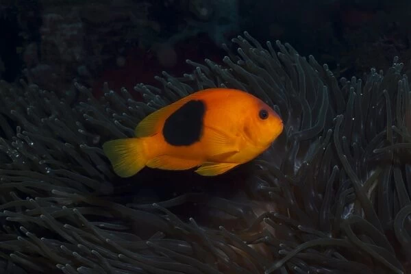 Tomato Anemonefish (Amphiprion ephippium), Southern Thailand, Andaman Sea, Indian Ocean, Southeast Asia, Asia