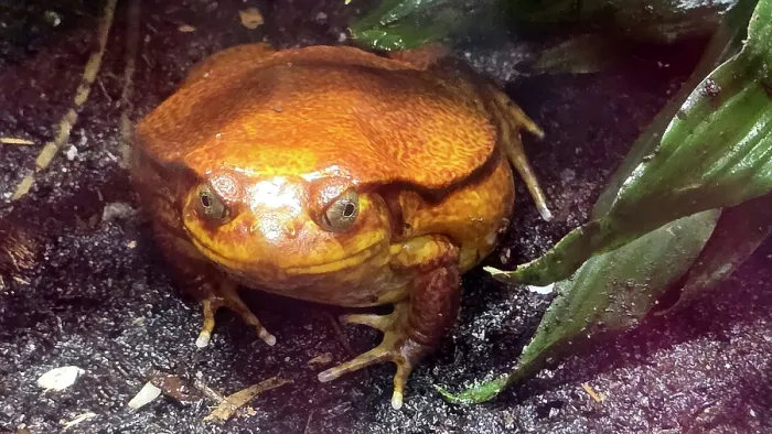 Framed Print : Tomato Frog, Tampa Zoo, United States of America Framed Print : Tomato Frog, Tampa Zoo, United States of America