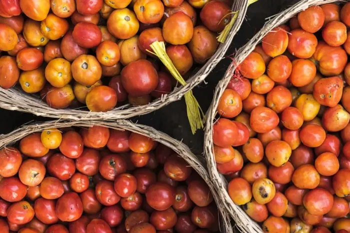 Framed Print : Tomatoes at Hpa An Morning Market, Kayin State (Karen State), Myanmar (Burma), Asia Framed Print : Tomatoes at Hpa An Morning Market, Kayin State (Karen State), Myanmar (Burma), Asia