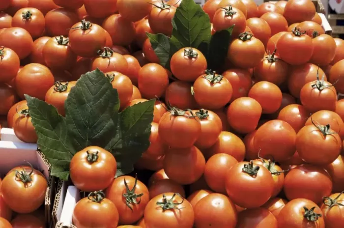 Framed Print : Tomatoes on market stall, Kingston-upon-thames, Surrey, England, United Kingdom, Europe Framed Print : Tomatoes on market stall, Kingston-upon-thames, Surrey, England, United Kingdom, Europe