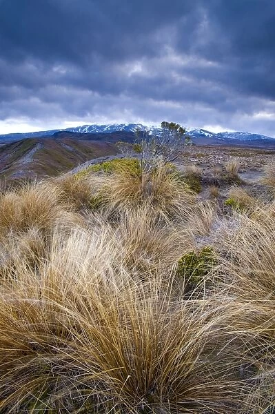 Tongariro National Park, UNESCO World Heritage Site, North Island, New Zealand, Pacific