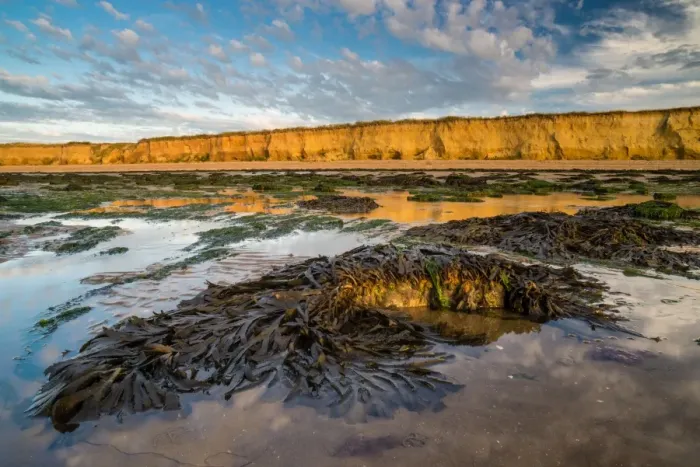 Framed Print : Toothed wrack (Fucus serratus) fronds, exposed on beach at low tide, Reculver, Kent Framed Print : Toothed wrack (Fucus serratus) fronds, exposed on beach at low tide, Reculver, Kent