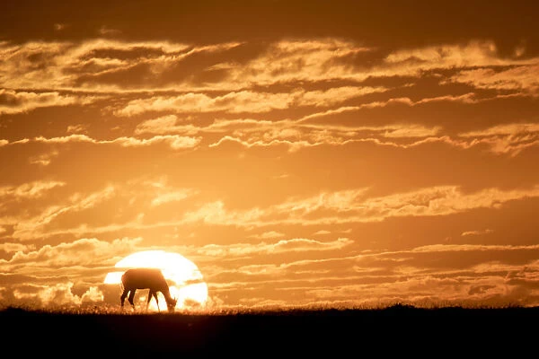 Topi at sunrise, Maasai Mara, Kenya, East Africa, Africa