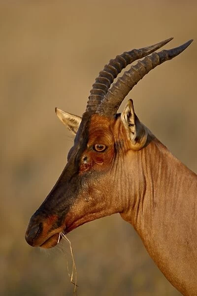 Topi (Tsessebe) (Damaliscus lunatus), Masai Mara National Reserve, Kenya