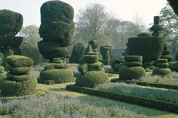 Topiary, Levens Hall, Cumbria, England, United Kingdom, Europe